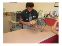 Animal Medical Center (1) - Opieka nad zwierzętami