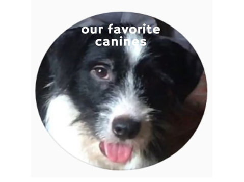 Our Favorite Canines - Pet services