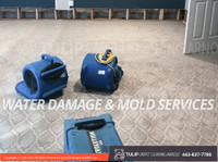 Tulip Carpet Cleaning Arnold (3) - Nettoyage & Services de nettoyage
