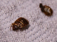 Elite Bed Bug Exterminators (4) - Cleaners & Cleaning services