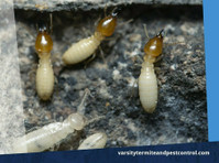 Varsity Termite and Pest Control (1) - Serviços de Casa e Jardim