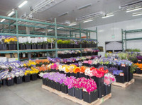Arizona Flower Market (1) - Dāvanas un ziedi