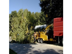 Cut It Right Tree Service - Serviços de Casa e Jardim