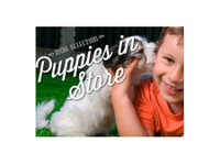 Puppy Plus (3) - Dzīvnieku pakalpojumi