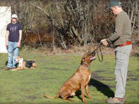 Von Falconer K-9 Training (4) - Pet services