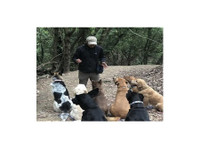 Berkeley Dog Walkers (2) - Pet services
