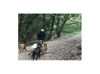 Berkeley Dog Walkers (4) - Servicii Animale de Companie