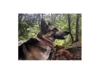 Berkeley Dog Walkers (7) - Opieka nad zwierzętami
