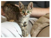 The Comforted Kitty (3) - Serviços de mascotas