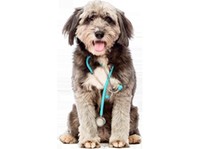 24 Hour Animal Hospital (2) - Servicios para mascotas