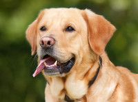 National Service Animal Registry (6) - Serviços de mascotas