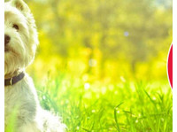 Doggies Gone Wild (1) - Servicios para mascotas