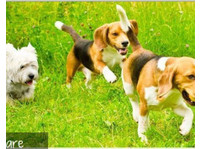 Doggies Gone Wild (5) - Servicios para mascotas
