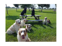 Bed & Biscuits Pet Retreat (1) - Serviços de mascotas
