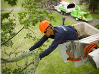 Ann Arbor Tree Service Pros (3) - Puutarhurit ja maisemointi