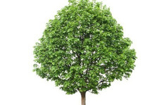 K & S Tree Care, Inc. (1) - Jardineros