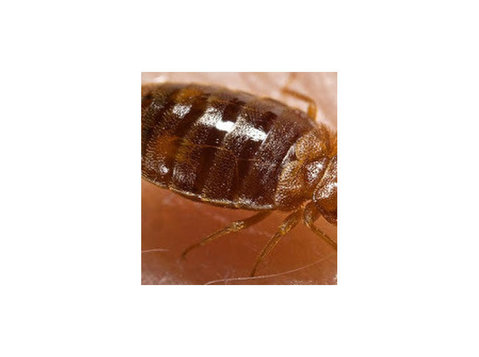 Reliable Bed Bug Removal Service Nj - Gardeners & Landscaping