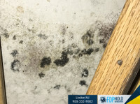FDP Mold Remediation (3) - Limpeza e serviços de limpeza