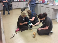 Veterinary Medical Center of Fort Mill (3) - Pet services