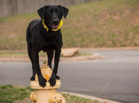 Tip Top K9 Tulsa Dog Training (1) - Услуги по уходу за Животными