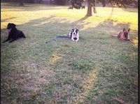 Tip Top K9 Tulsa Dog Training (2) - Услуги по уходу за Животными