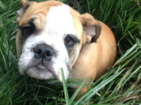 Tip Top K9 Tulsa Dog Training (3) - Servicios para mascotas