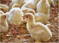 DiPaola Turkey Farms (2) - Bioloģiskā pārtika