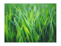 Westlake’s Lawn Care Service Pros (3) - Gardeners & Landscaping
