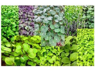 Future of Food Microgreens (3) - Органската храна