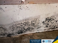 FDP Mold Remediation (5) - Cleaners & Cleaning services