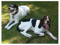 Wolfen1 Dog Training (1) - Serviços de mascotas