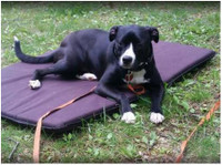 Wolfen1 Dog Training (2) - Huisdieren diensten