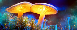 After Dark Online: Fungi
