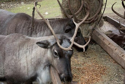 Alaska Zoo Animal Feeding Experiences