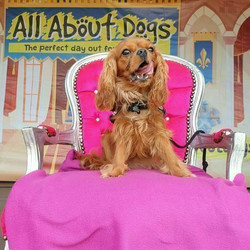 All About Dogs Show Hylands 2024