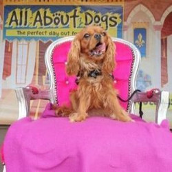 All About Dogs Show Norfolk 2021