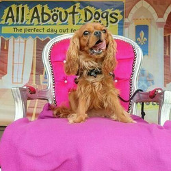 All About Dogs Show Norfolk 2025