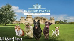 All About Dogs Show - Paws at the Palace 2021