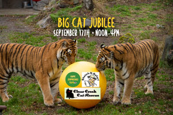 Big Cat Jubilee at the Alaska Zoo