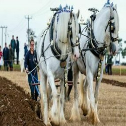 British National Ploughing Championships and Country Festival