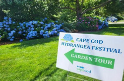 Cape Cod Hydrangea Festival: Cape-Wide Summer Garden Celebration