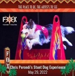 Chris Perondi's Stunt Dog Experience