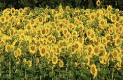 Coppet Hill Sunflower Saunter