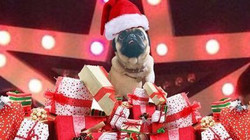 Dogs Christmas Party at The Star by Hackney Downs