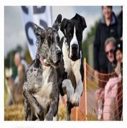 East Anglian Festivals of Dogs