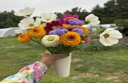 Flower Picking: Sunflowers, zinnias and more August 2025