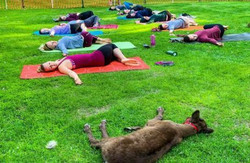 Fly and Flow - Yoga with Reindeer