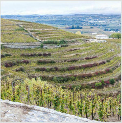 France: The Rhone Valley [Jan 15]