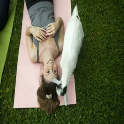 Goat Yoga