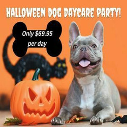 Halloween Dog Daycare Party in Montville